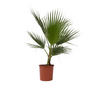 Voir la diapositive 1 : PLANT IN A BOX Palmier de Washington - Washingtonia robusta - Hauteur 70-90cm - ⌀21cm