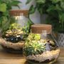 Voir la diapositive 2 : Graine créative Terrarium à faire soi-même avec LED Ø 20,5 x 20 cm