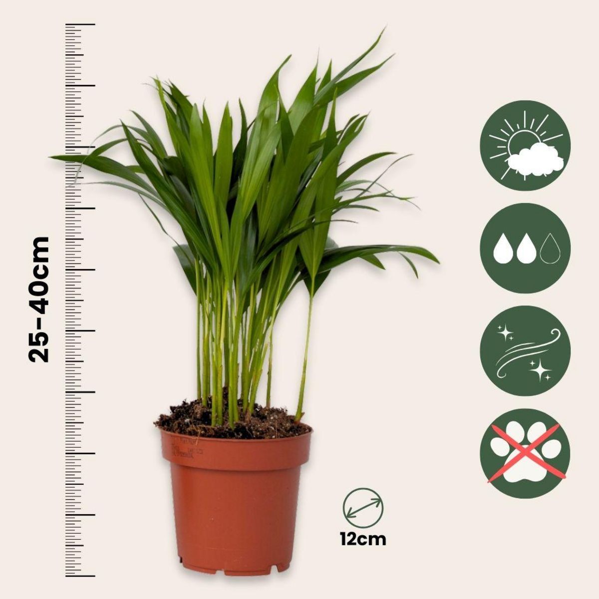 PLANT IN A BOX Mélange de plantes purificatrices d'air - Set de 5 - Hauteur 25-40cm - ⌀12cm