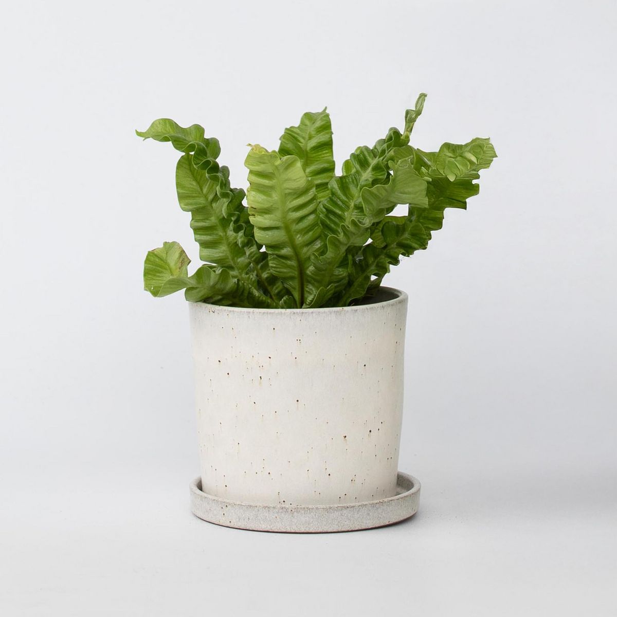 PLANT IN A BOX Fougère nid d'oiseau - Asplenium nidus 'Crispy Wave' - Hauteur 25-40cm - ⌀12cm