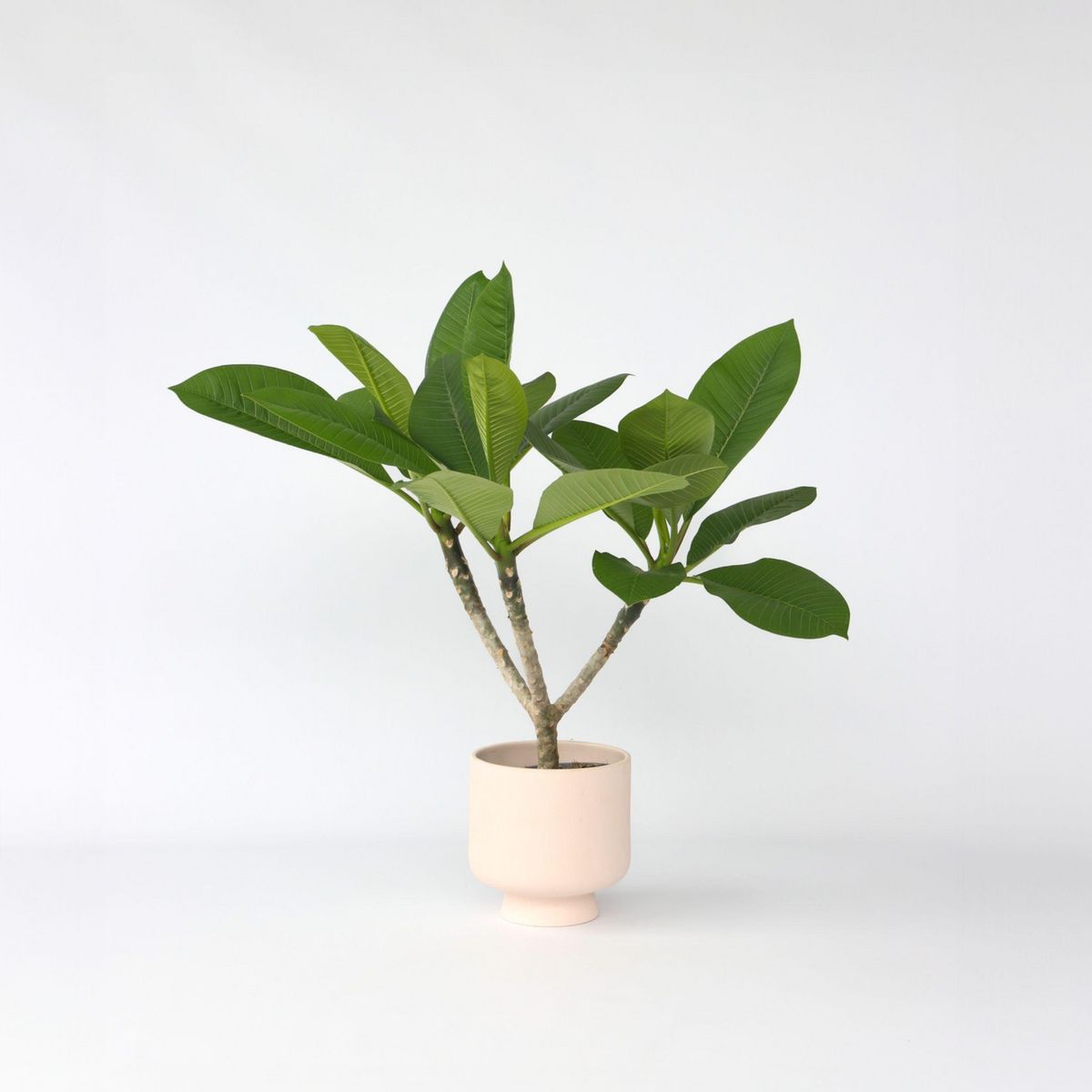 PLANT IN A BOX Frangipanier - Plumeria rubra 'Hawaii' - Hauteur 45-55cm - ⌀17cm