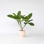 Voir la diapositive 6 : PLANT IN A BOX Frangipanier - Plumeria rubra 'Hawaii' - Hauteur 45-55cm - ⌀17cm