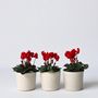 Voir la diapositive 6 : PLANT IN A BOX Cyclamen de Perse - Set de 6 - Cyclamen 'Winfall Scarlet' - H10-20cm - ⌀9cm