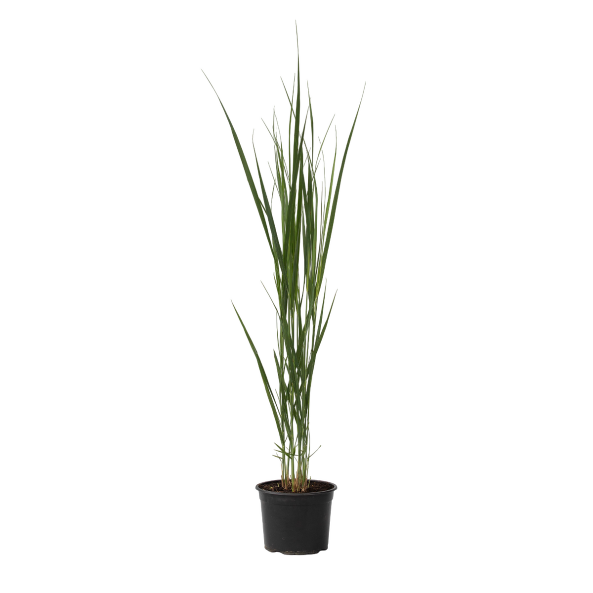 PLANT IN A BOX Panic érigé - Panicum virgatum 'Northwind' - Hauteur 40-60cm - ⌀23cm