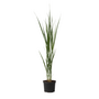 Voir la diapositive 1 : PLANT IN A BOX Panic érigé - Panicum virgatum 'Northwind' - Hauteur 40-60cm - ⌀23cm