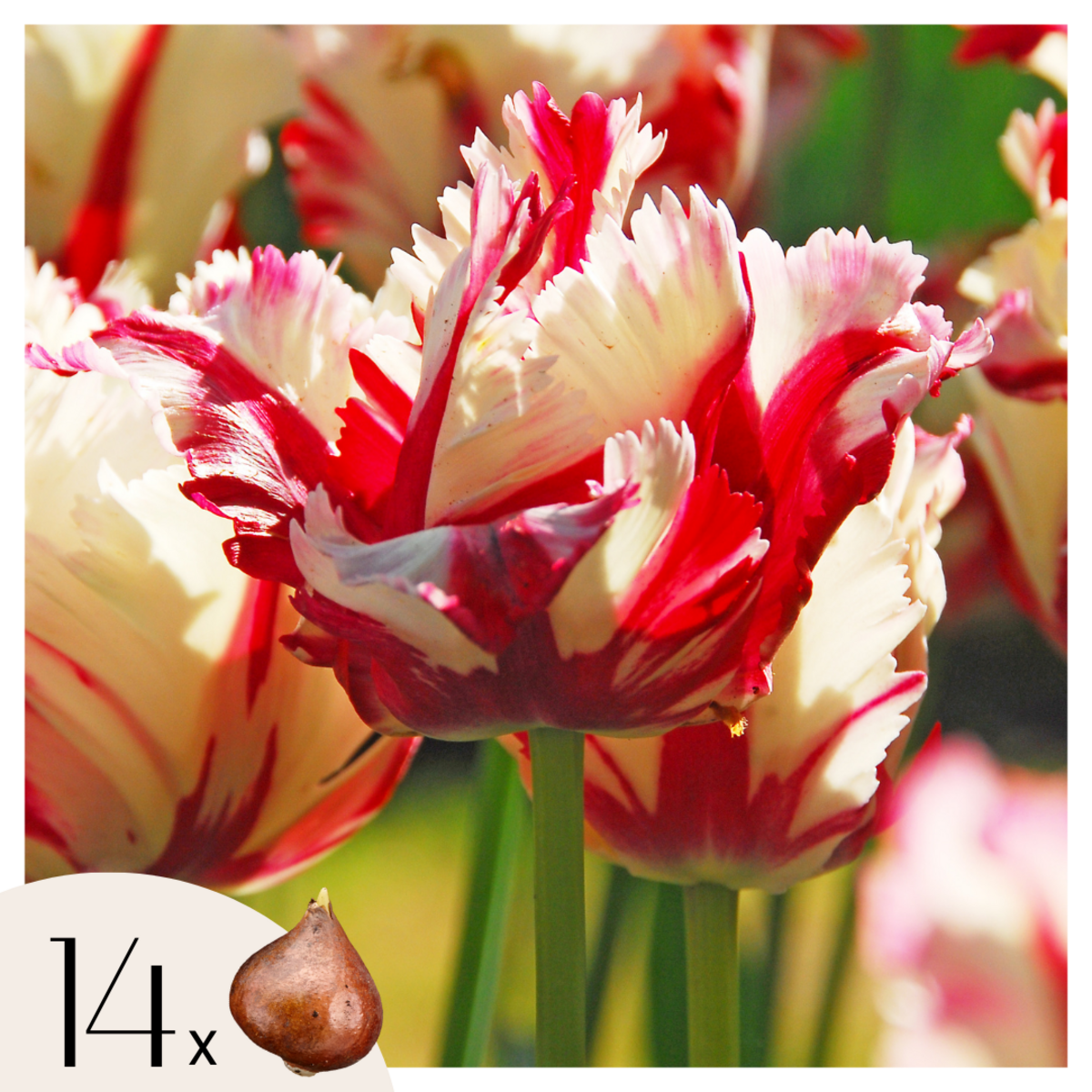 PLANT IN A BOX Tulipe - Set de 14 - Tulipa 'Estella Rijnveld' - Bulbes à fleurs - Rouge