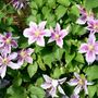 Voir la diapositive 3 : PLANT IN A BOX Clématite - Set de 6 - Clematis hybrid - Hauteur 25-40cm - ⌀9cm