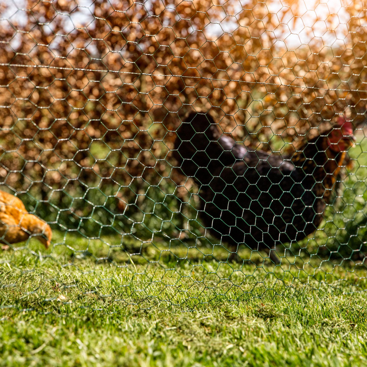  Grillage vert Windhager mailles 13mm  0,5x2,5m