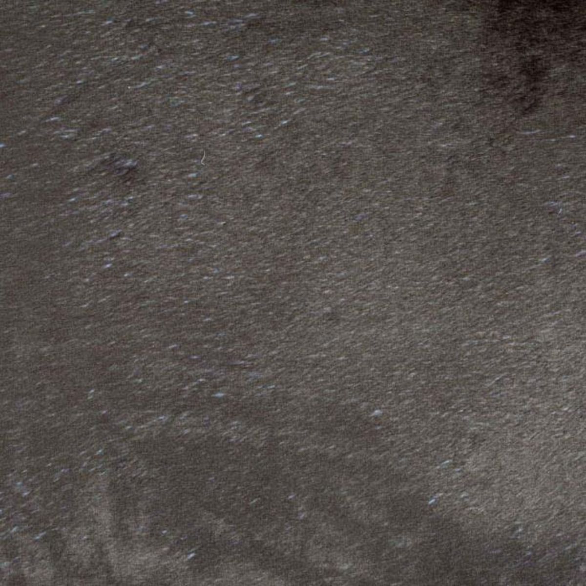 Paris Prix Plaid Polaire pour Chien  Patchy  100cm Beige