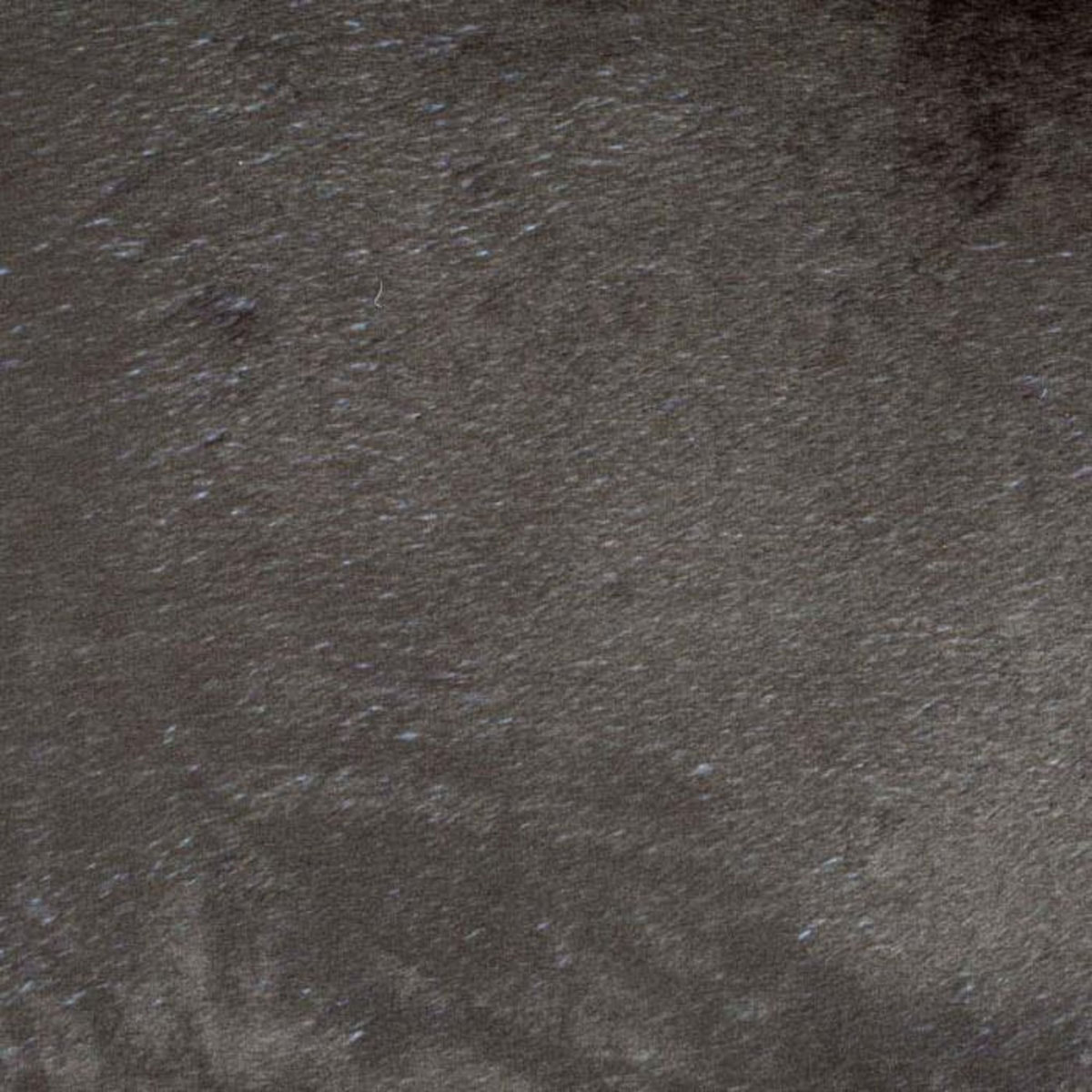 Paris Prix Plaid Polaire pour Chien  Patchy  100cm Beige