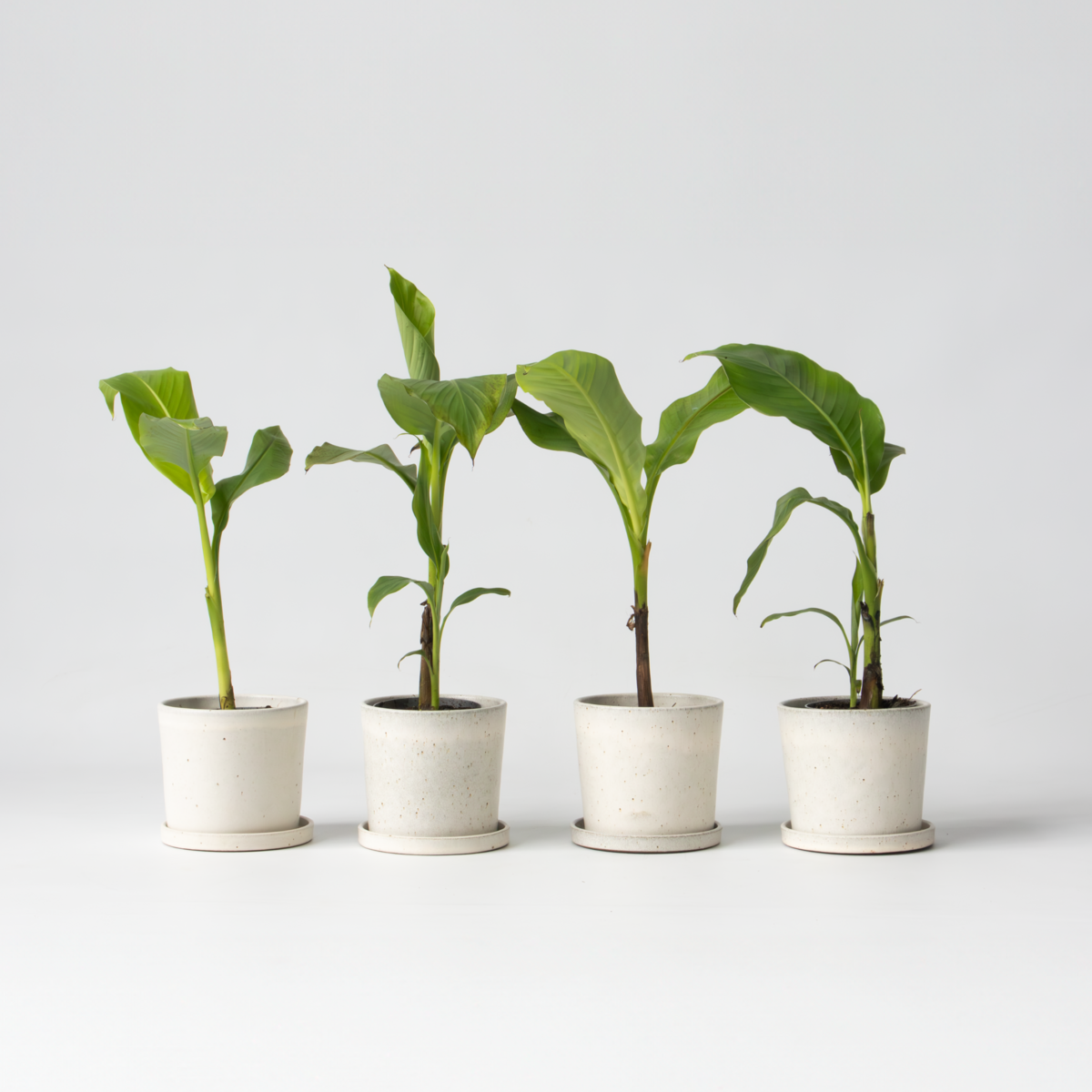 PLANT IN A BOX Bananier du Japon - Set de 4 - Musa basjoo - Hauteur 25-40cm - ⌀9cm