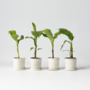 Voir la diapositive 5 : PLANT IN A BOX Bananier du Japon - Set de 4 - Musa basjoo - Hauteur 25-40cm - ⌀9cm