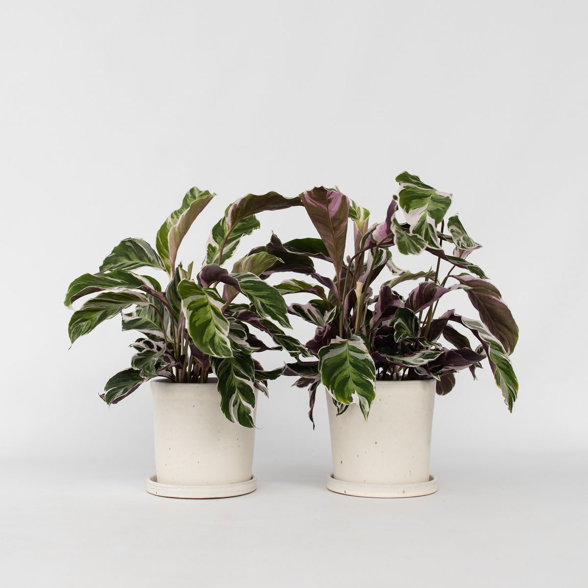 PLANT IN A BOX Calathée - Set de 2 - Calathea Lietzei 'White Fusion' - Hauteur 30-40cm - ⌀14cm