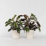 Voir la diapositive 6 : PLANT IN A BOX Calathée - Set de 2 - Calathea Lietzei 'White Fusion' - Hauteur 30-40cm - ⌀14cm