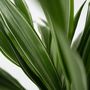 Voir la diapositive 3 : PLANT IN A BOX Dragonnier - Set de 2 - Dracaena Deremensis 'Warneckei' - H60-70cm - ⌀17cm
