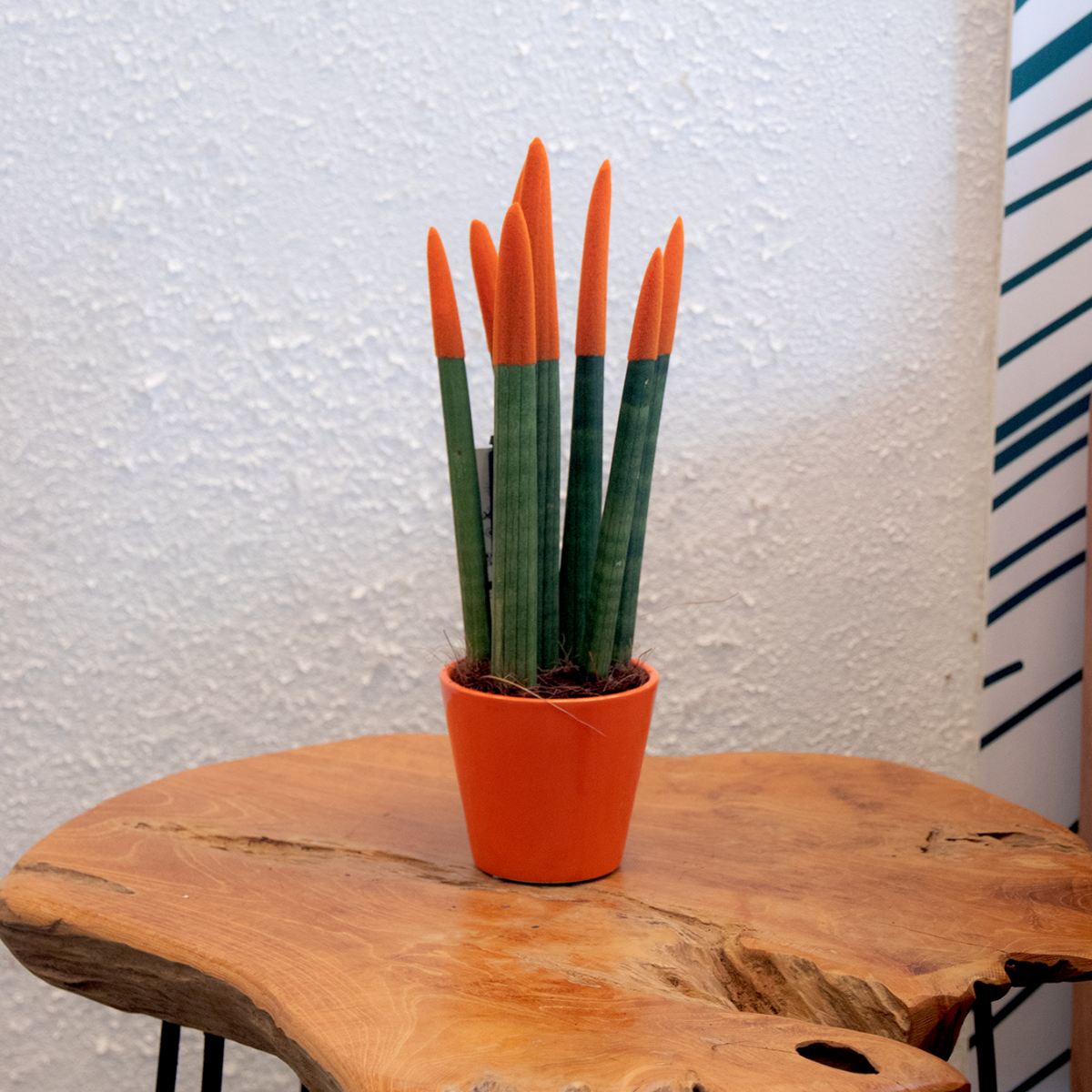 PLANT IN A BOX Sansevieria cylindrique - Hauteur 20-40cm - Pot 9cm