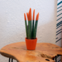 Voir la diapositive 4 : PLANT IN A BOX Sansevieria cylindrique - Hauteur 20-40cm - Pot 9cm