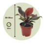 Voir la diapositive 2 : PLANT IN A BOX Plante verte - Set de 2 - Philodendron 'Sun Light' - Hauteur 20-30cm - ⌀12cm