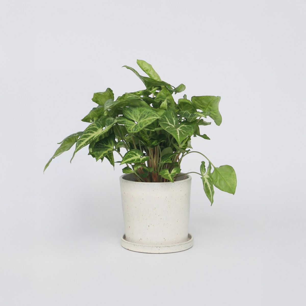 PLANT IN A BOX Patte-d'oie - Syngonium podophyllum 'Pixie' - Hauteur 25-40cm - ⌀12cm