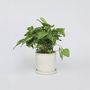 Voir la diapositive 6 : PLANT IN A BOX Patte-d'oie - Syngonium podophyllum 'Pixie' - Hauteur 25-40cm - ⌀12cm