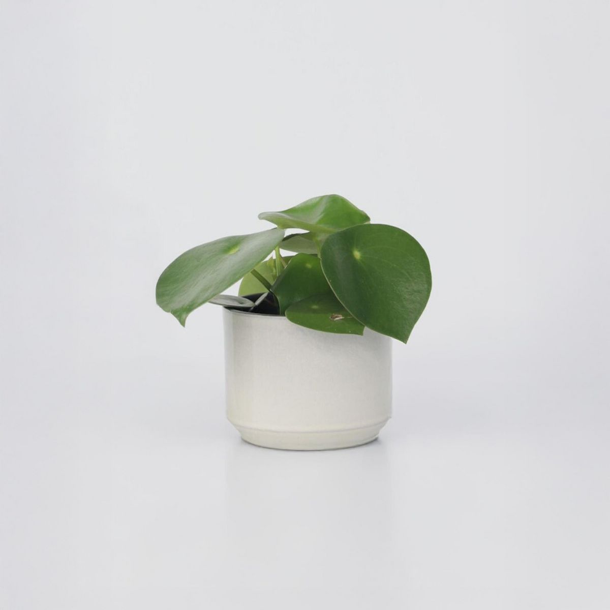 PLANT IN A BOX Pépéromie - Peperomia polybotrya - Hauteur 20-30cm - ⌀12cm