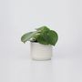 Voir la diapositive 6 : PLANT IN A BOX Pépéromie - Peperomia polybotrya - Hauteur 20-30cm - ⌀12cm