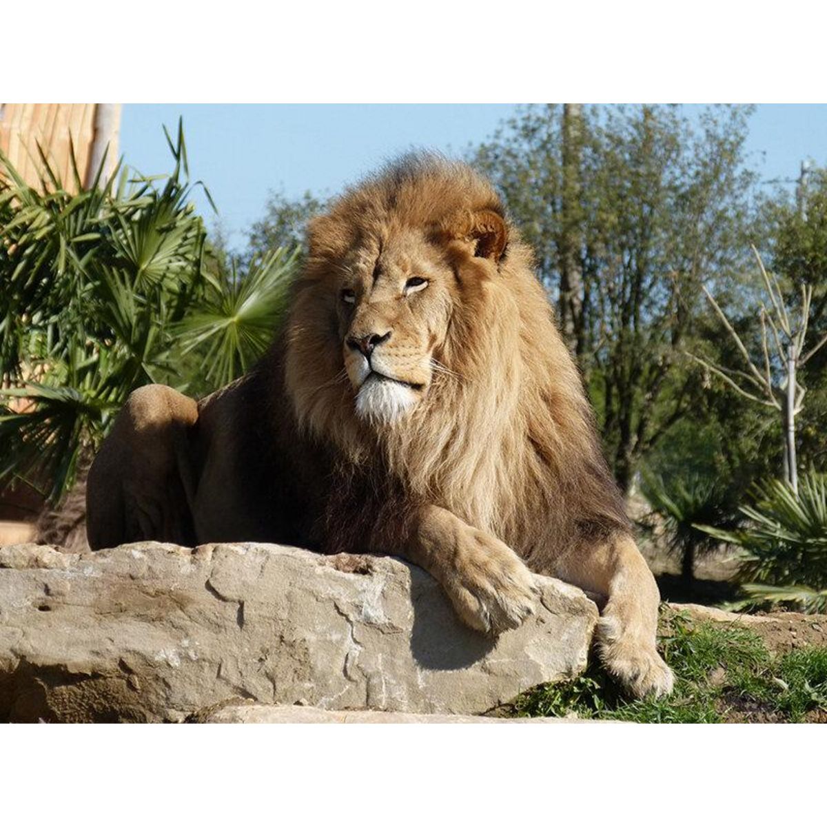 Smartbox Une journée au ZooParc de Beauval en 2025 pour 2 personnes - Coffret Cadeau Multi-thèmes