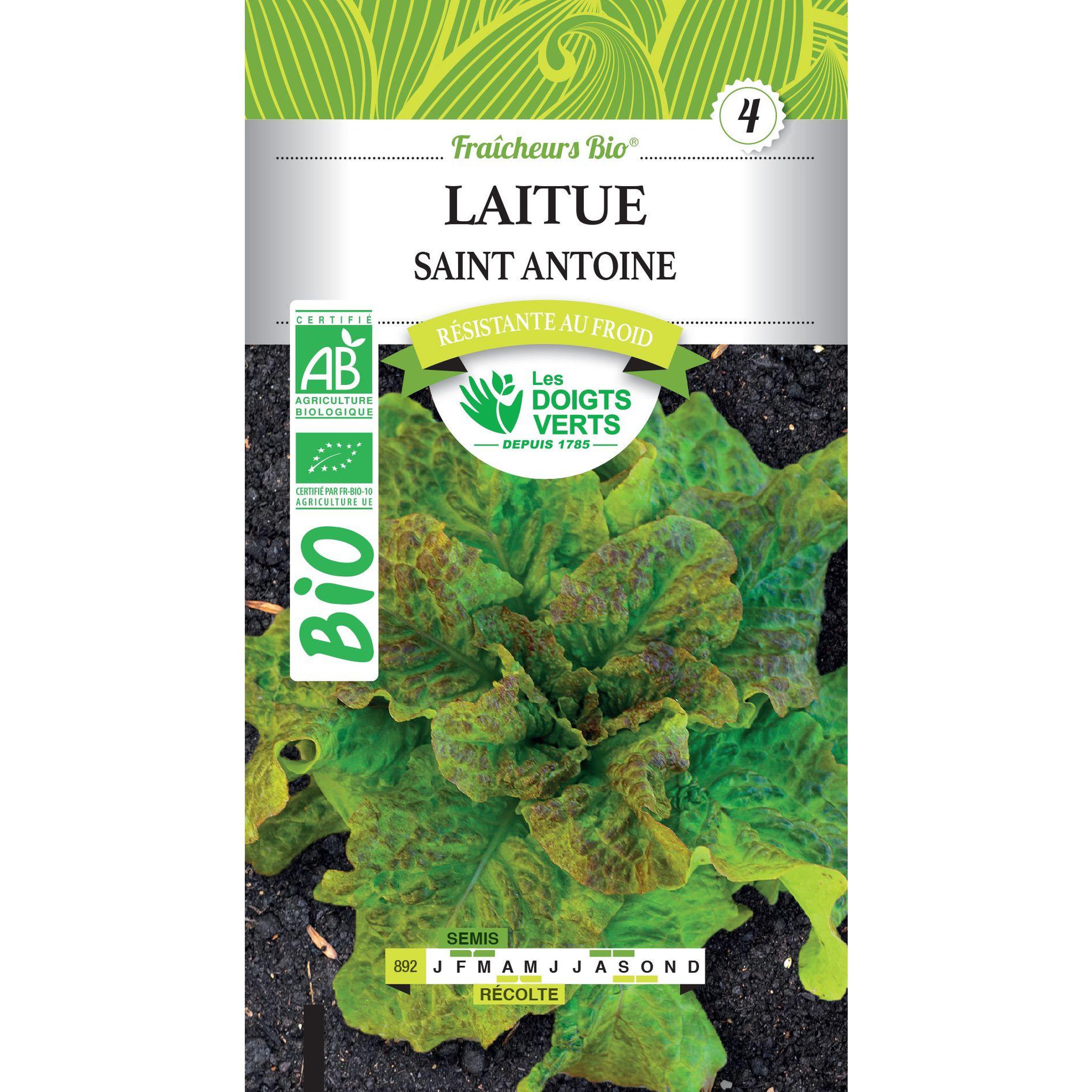 LES DOIGTS VERTS Graines laitue Saint Antoine BIO Les Doigts Verts