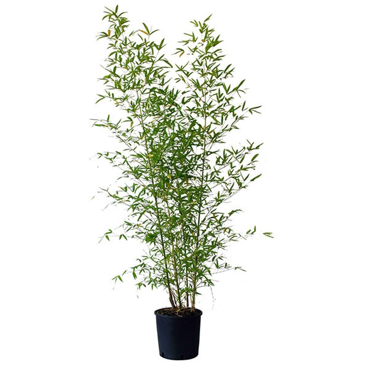 Bambou doré - Phyllostachys Aurea - C10L - H100/125cm