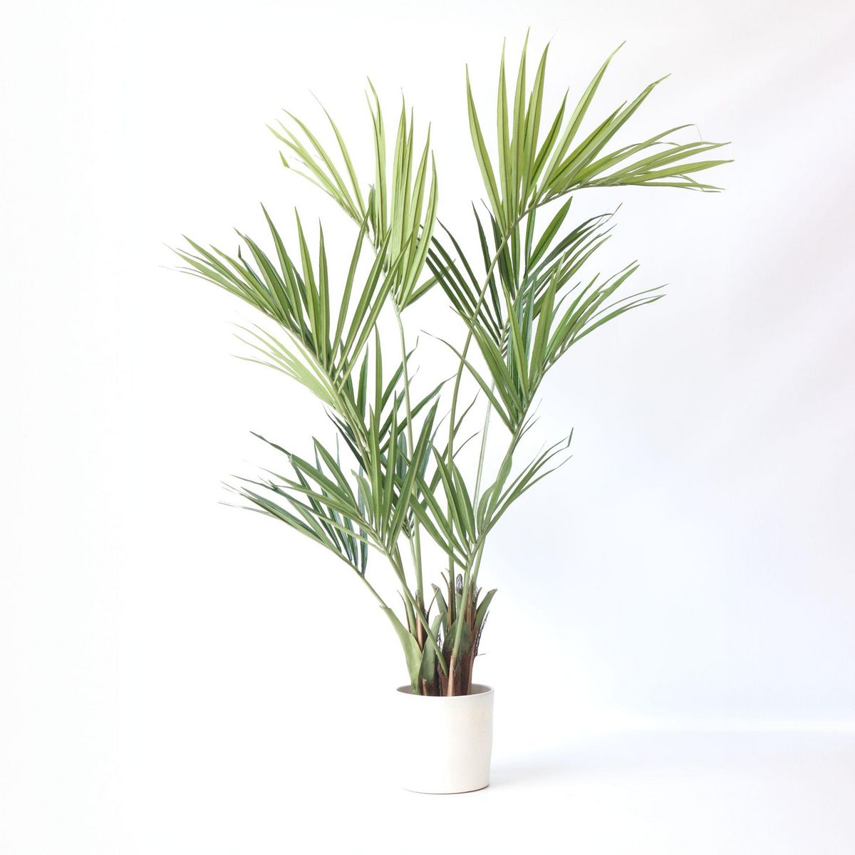 PLANT IN A BOX Kentia artificiel - Hauteur 150cm