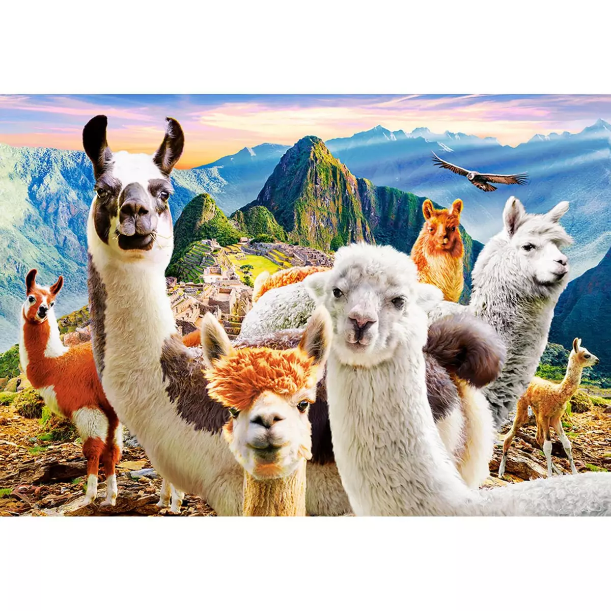 Castorland Puzzle 1000 pièces : Selfie de Lamas