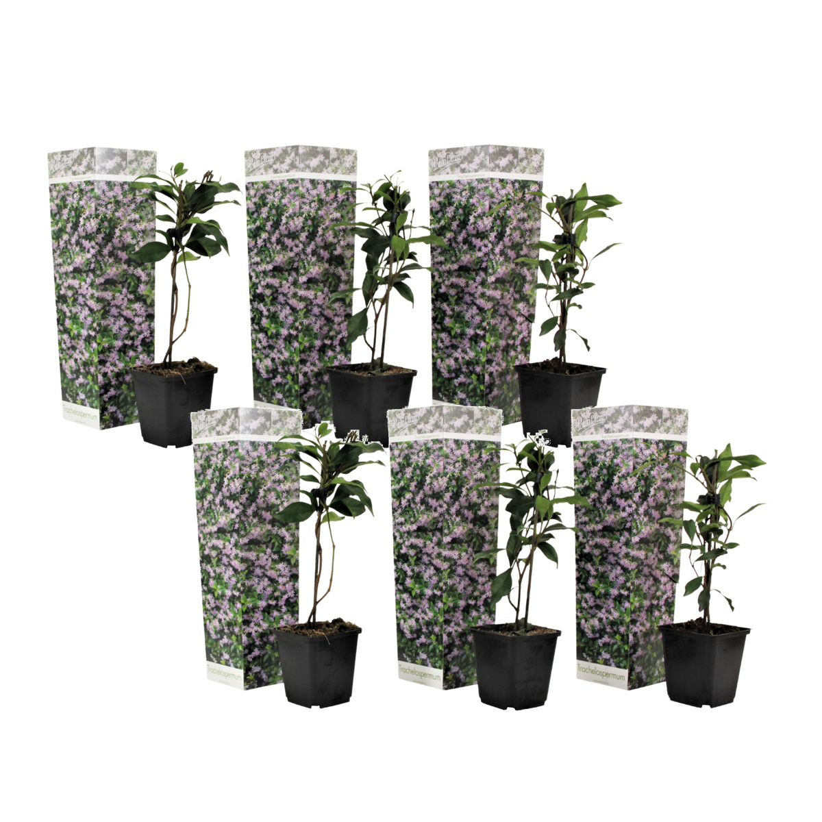 PLANT IN A BOX Jasmin étoilé - Set de 6 - Trachelospermum jasminoides - Hauteur 25-40cm - ⌀9cm