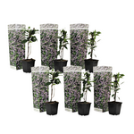 PLANT IN A BOX Jasmin étoilé - Set de 6 - Trachelospermum jasminoides - Hauteur 25-40cm - ⌀9cm