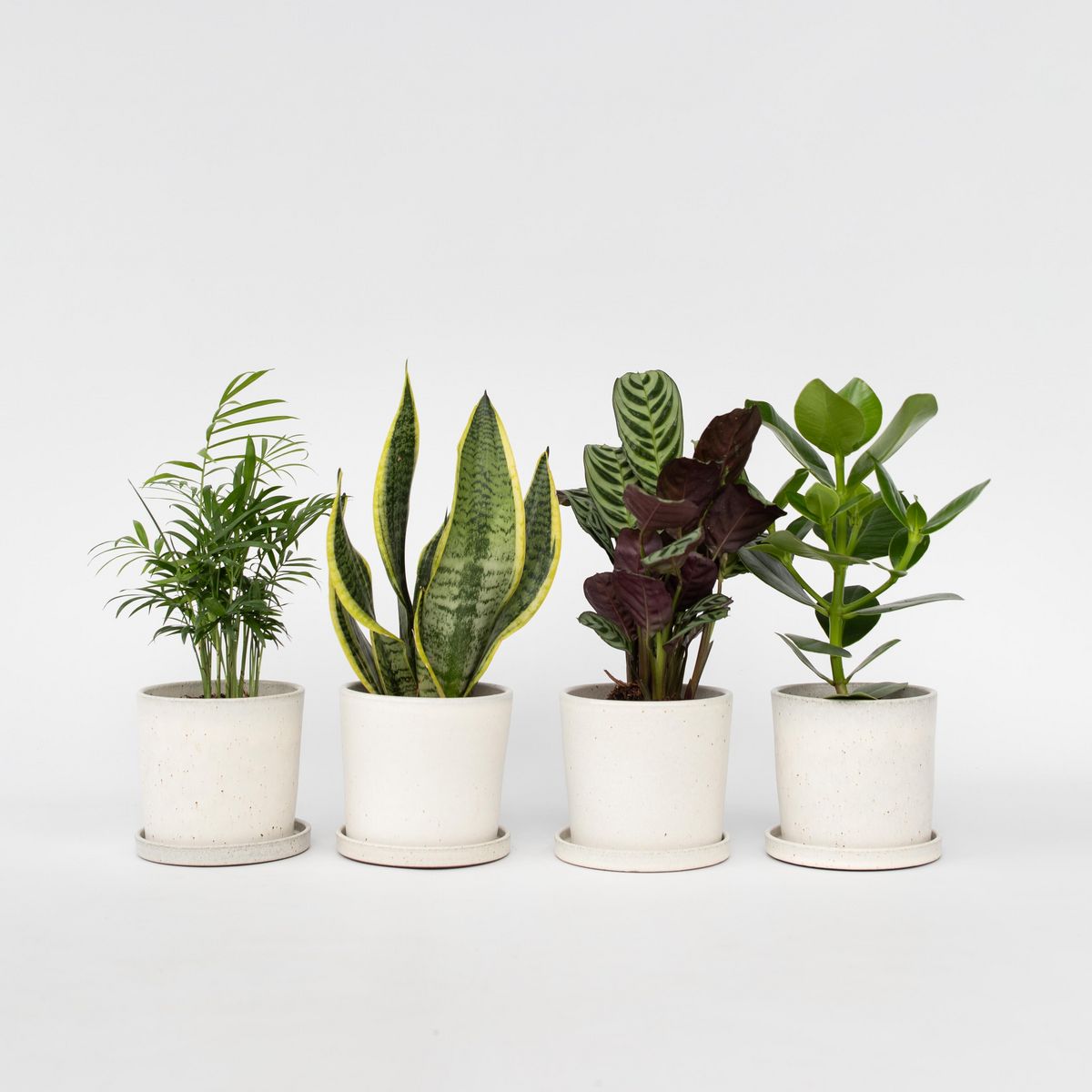 PLANT IN A BOX Mélange de plantes faciles d'entretien - Set de 4 - Hauteur 25-40cm - ⌀12cm