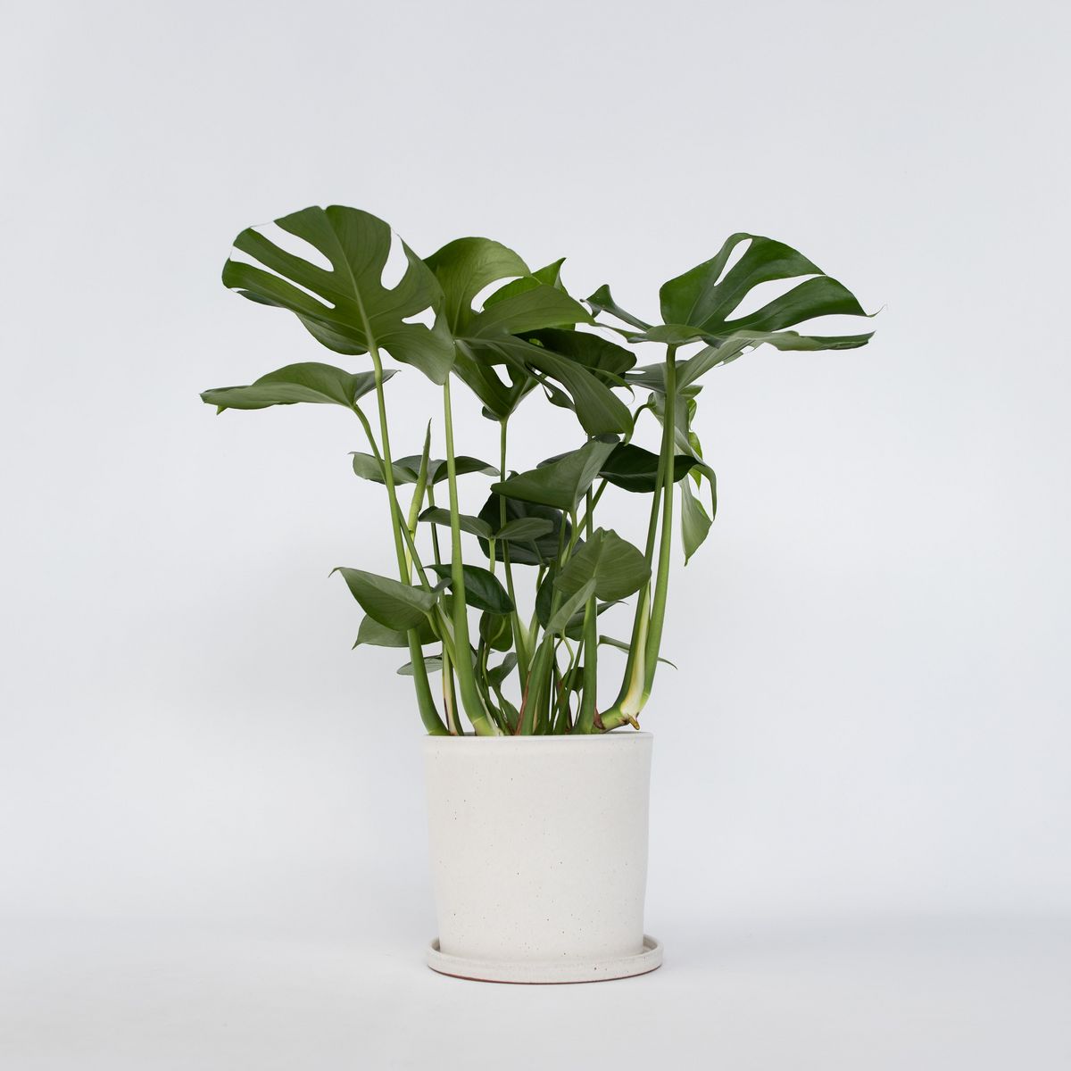 PLANT IN A BOX Plante à trous - Monstera deliciosa - Hauteur 70-80cm - ⌀21cm
