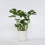 Voir la diapositive 6 : PLANT IN A BOX Plante à trous - Monstera deliciosa - Hauteur 70-80cm - ⌀21cm