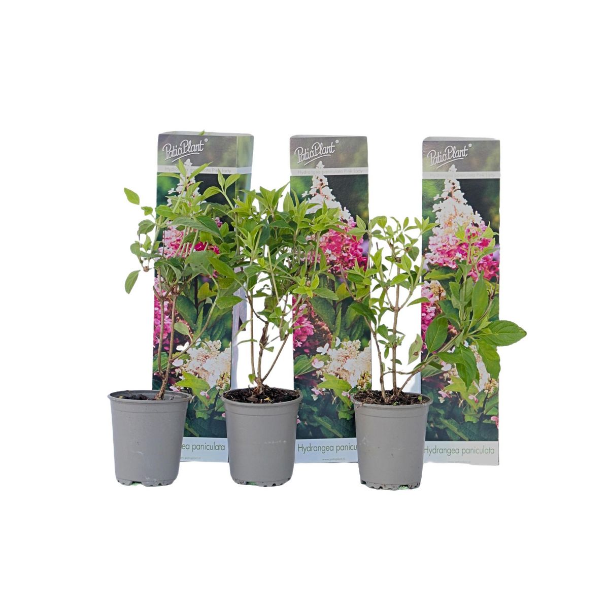 PLANT IN A BOX Hortensia - Set de 3 - Hydrangea paniculata 'Pink Lady' - Hauteur 25-40cm - ⌀9cm