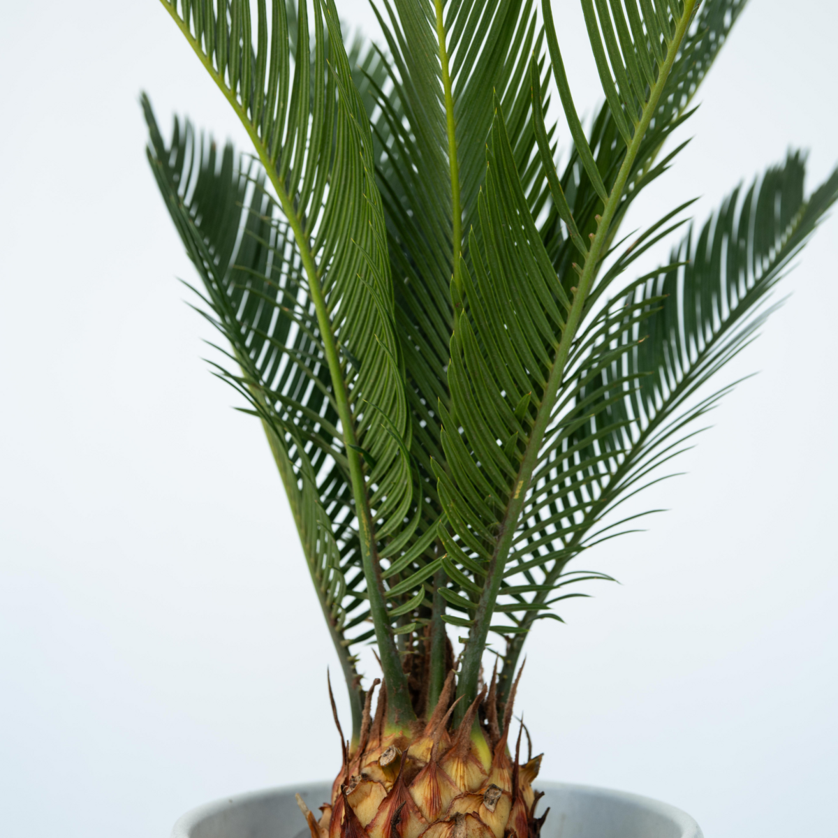 PLANT IN A BOX Sagou du Japon - Set de 4 - Cycas revoluta - Hauteur 45-60cm - ⌀15cm