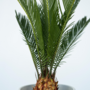 Voir la diapositive 3 : PLANT IN A BOX Sagou du Japon - Set de 4 - Cycas revoluta - Hauteur 45-60cm - ⌀15cm