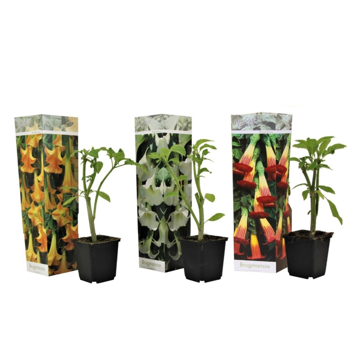 PLANT IN A BOX Trompette des Anges - Set de 3 - Brugmansia - Hauteur 25-40cm - ⌀9cm