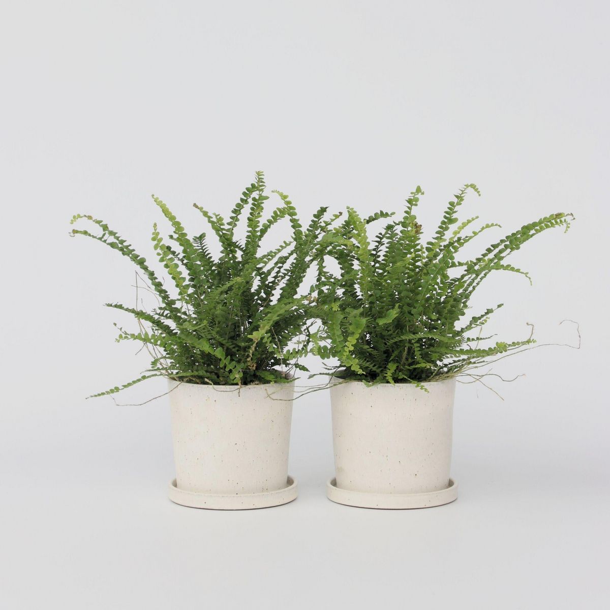 PLANT IN A BOX Fougère de Duff - Set de 2 - Nephrolepis 'Duffii' - Hauteur 25-40cm - ⌀12cm
