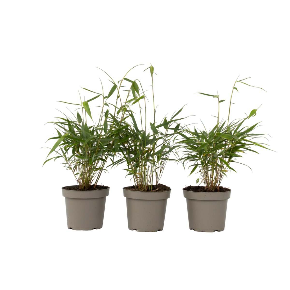 PLANT IN A BOX Bambou - Set de 3 - Fargesia 'Asian Wonder' - Hauteur 25-40cm - ⌀13cm