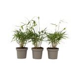 PLANT IN A BOX Bambou - Set de 3 - Fargesia 'Asian Wonder' - Hauteur 25-40cm - ⌀13cm