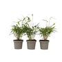 Voir la diapositive 1 : PLANT IN A BOX Bambou - Set de 3 - Fargesia 'Asian Wonder' - Hauteur 25-40cm - ⌀13cm
