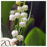 PLANT IN A BOX Muguet de mai - Set de 20 - Convallaria 'Majalis' - Bulbes à fleurs - Blanc
