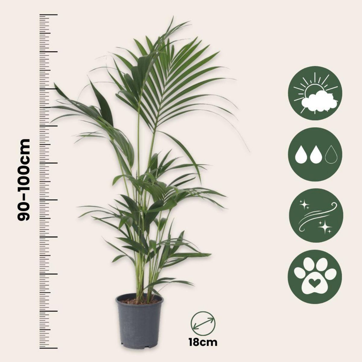 PLANT IN A BOX Palmier Kentia - Howea forsteriana - Hauteur 90-100cm - ⌀18cm