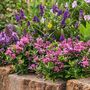 Voir la diapositive 5 : PLANT IN A BOX Buisson de Véronique - Set de 12 - Hebe pinguifolia - Hauteur 15-20cm - ⌀10,5cm