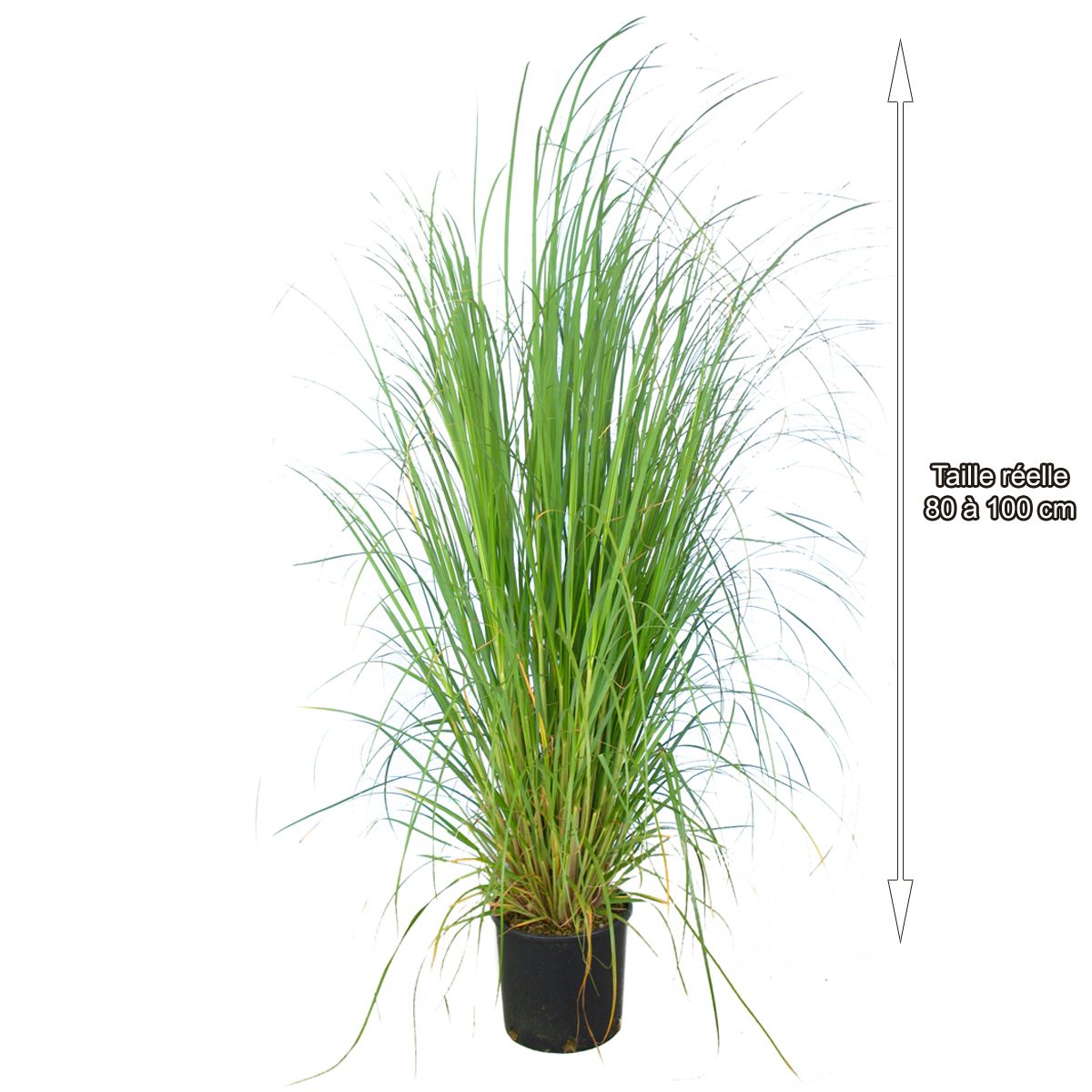 Herbe de la pampa blanche