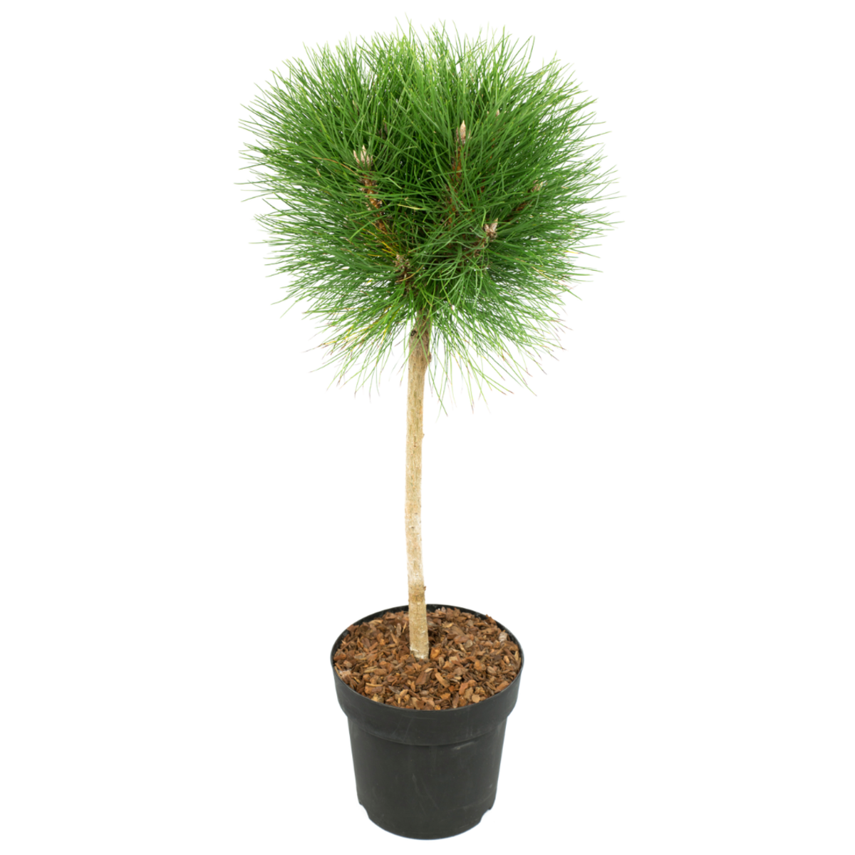 PLANT IN A BOX Pin d'été - Pinus 'Summer Breeze' - Hauteur 70-80cm - ⌀24cm