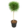 Voir la diapositive 1 : PLANT IN A BOX Pin d'été - Pinus 'Summer Breeze' - Hauteur 70-80cm - ⌀24cm